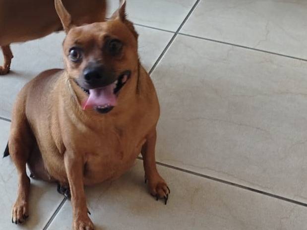 Vuoi adottare un cane a Verona?