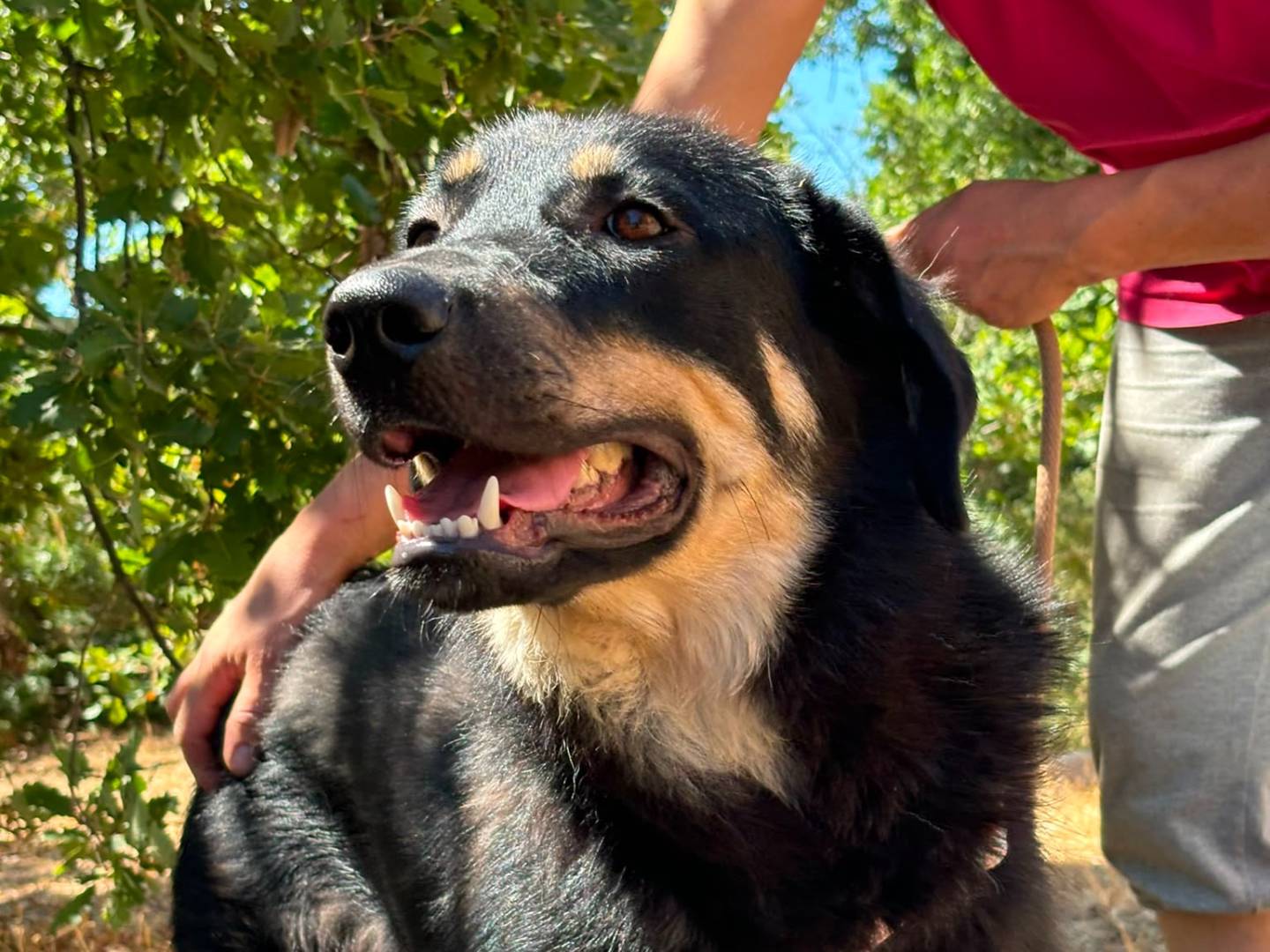 Adozione cane, femmina, Razza sconosciuta Razza sconosciuta, 2 anni, taglia media, Bari