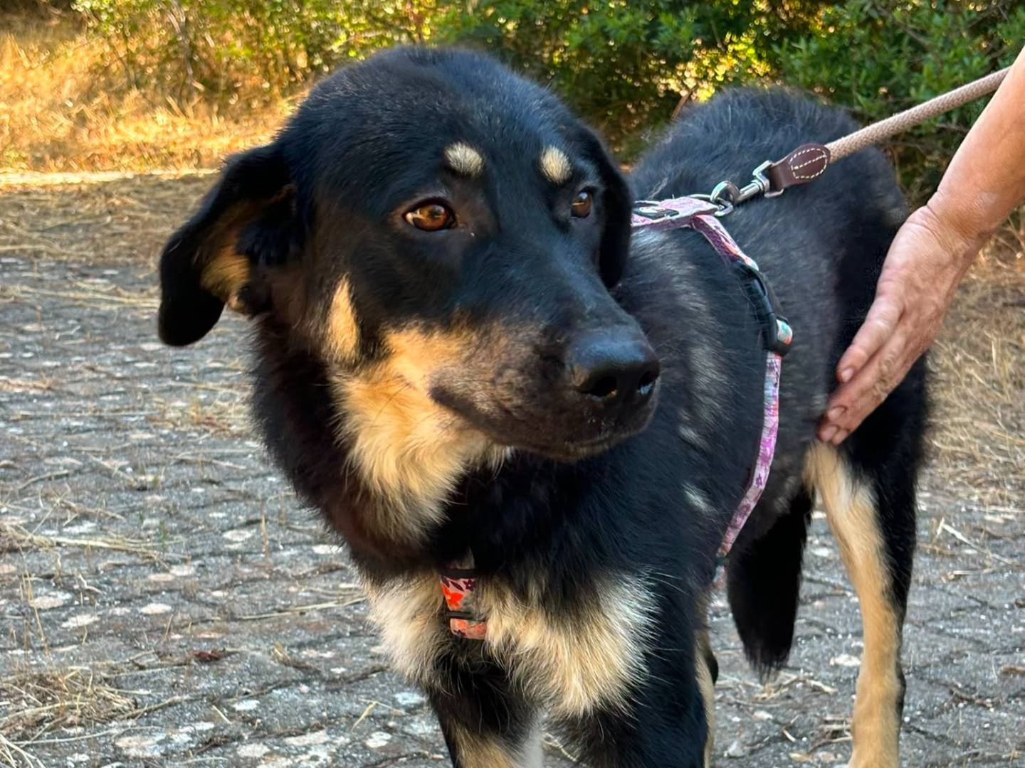 Adotta un cane, femmina, 2 anni, Bari