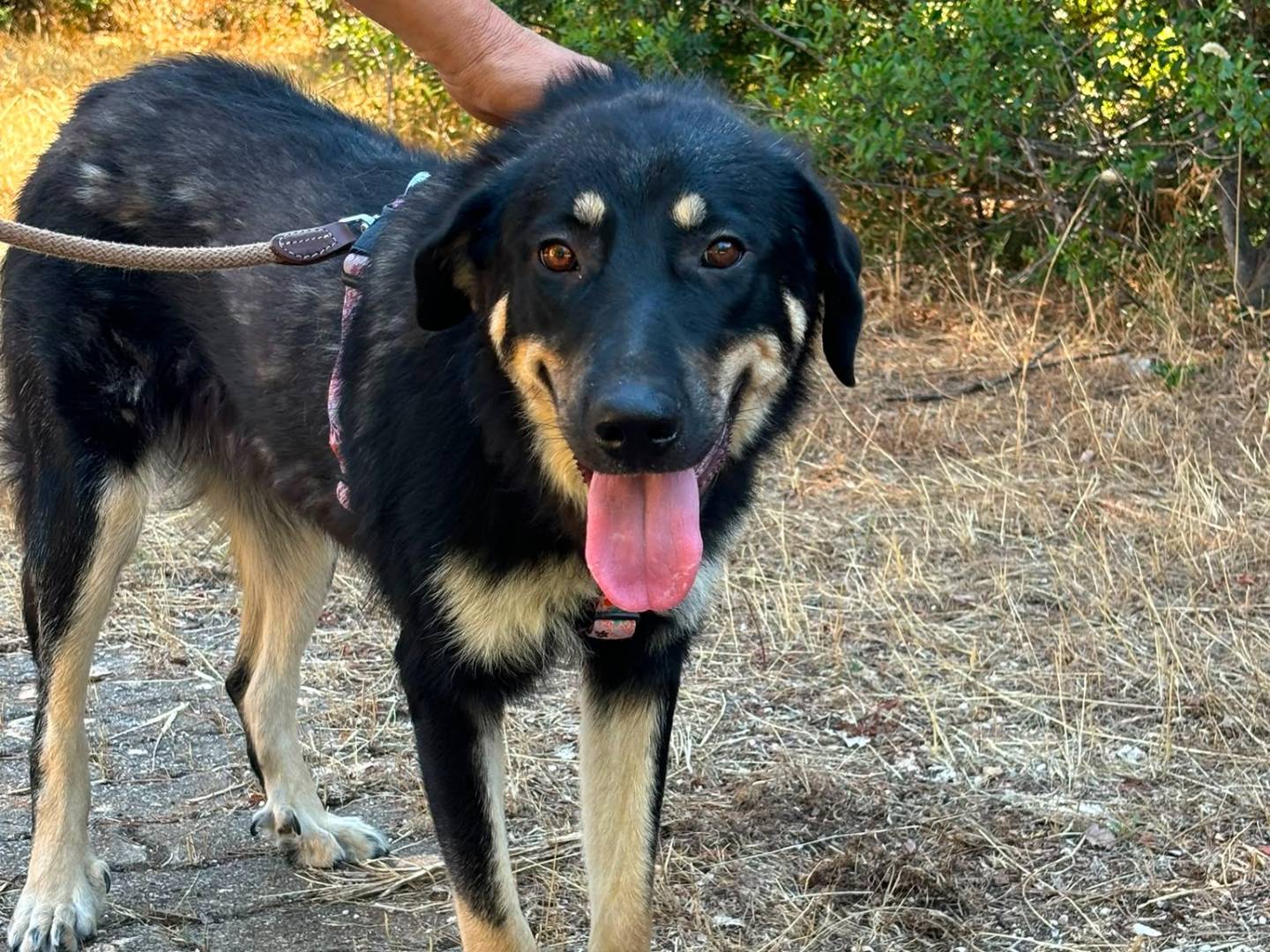 Adotta un cane, taglia media, femmina, Bari
