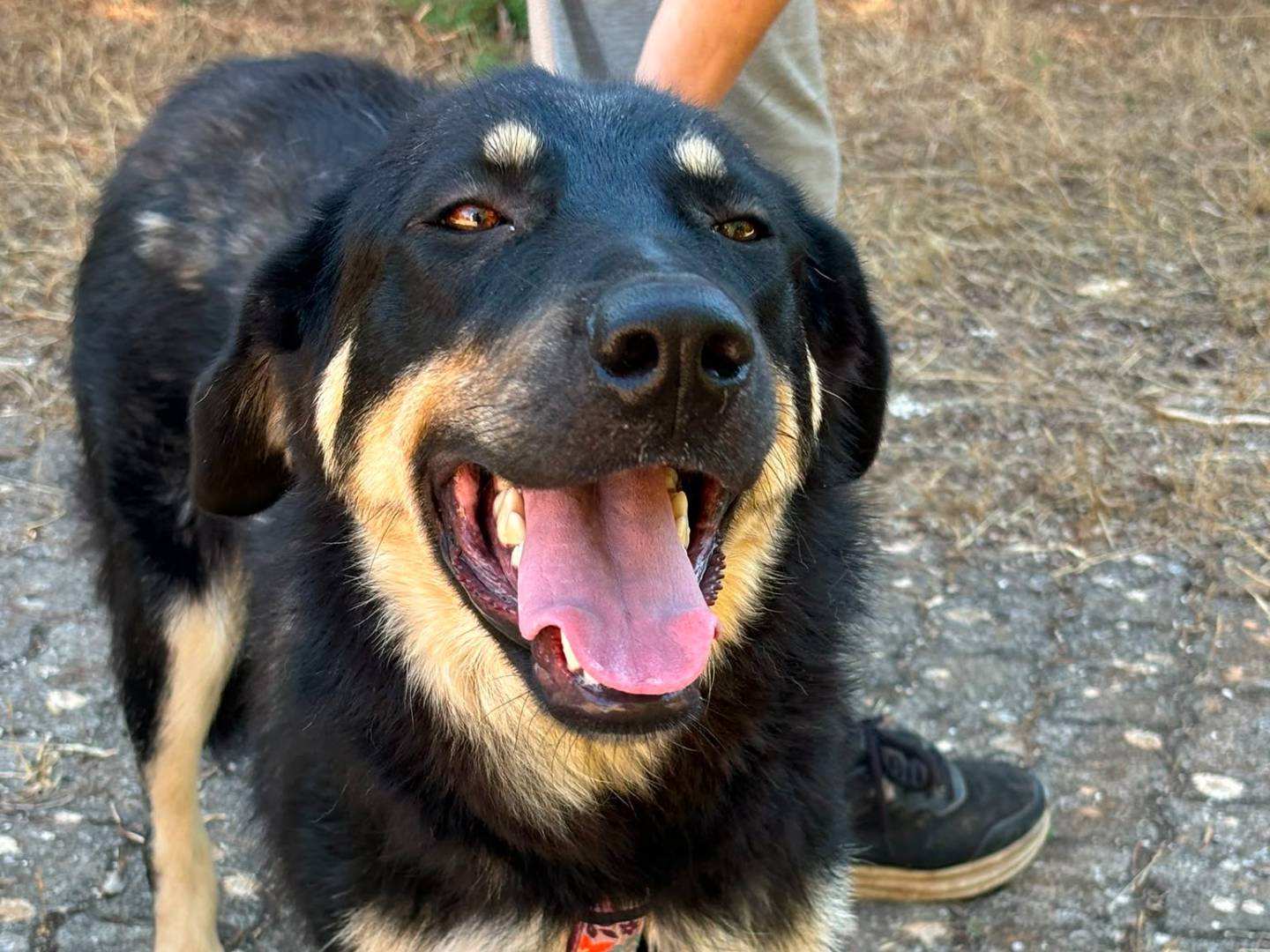 Vuoi adottare un cane a Bari?