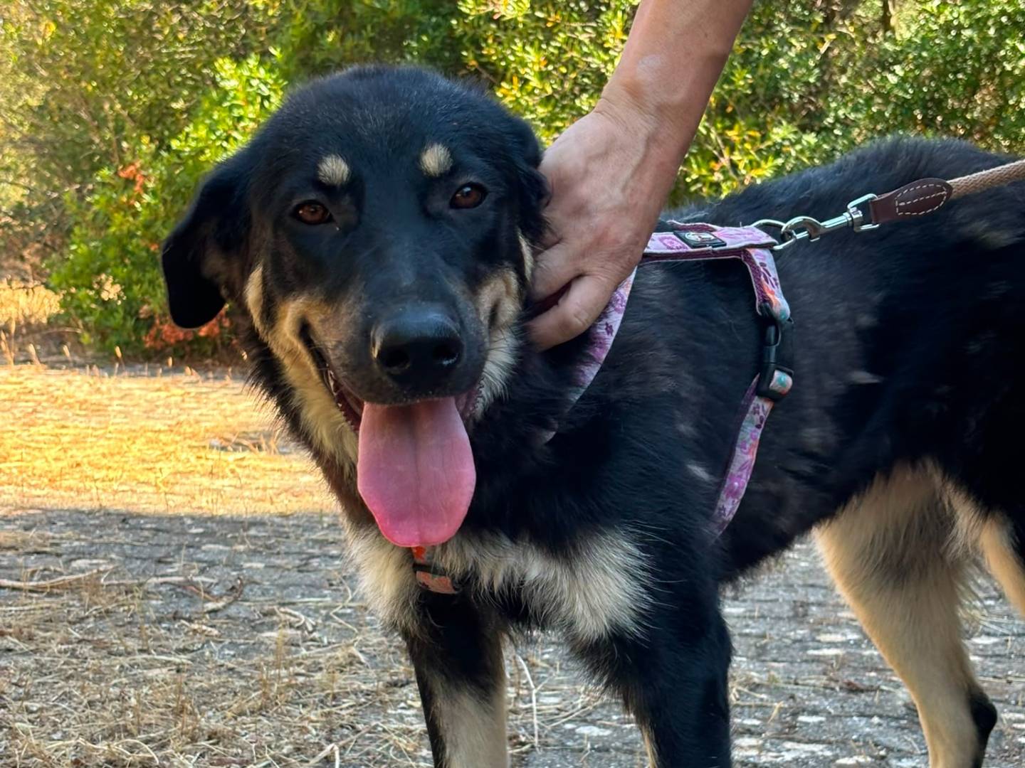 Adotta il cane Eva a Bari