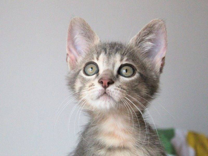 Adozione gatto, maschio, Razza sconosciuta Razza sconosciuta, 2 mesi, taglia non valida, Roma