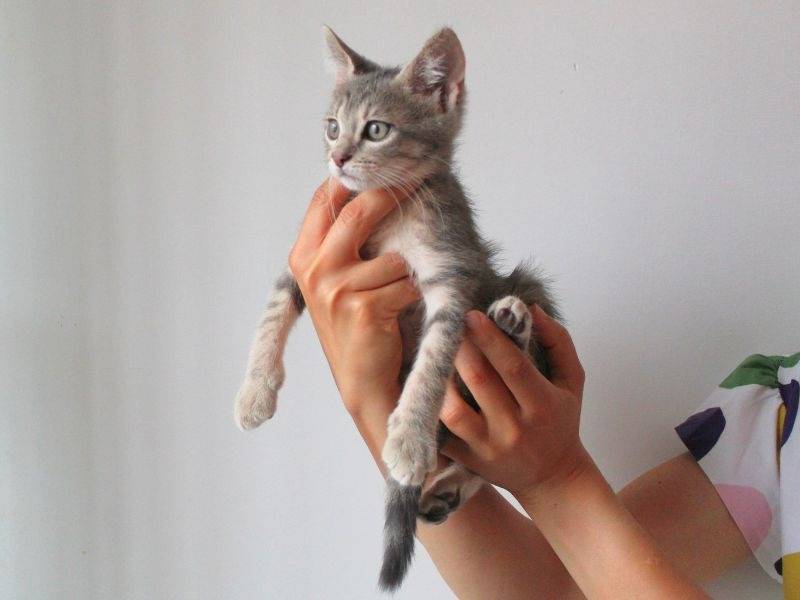Adotta un gatto, maschio, 2 mesi, Roma