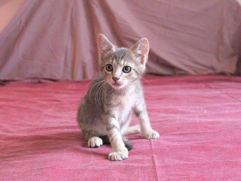 Vuoi adottare un gatto a Roma?