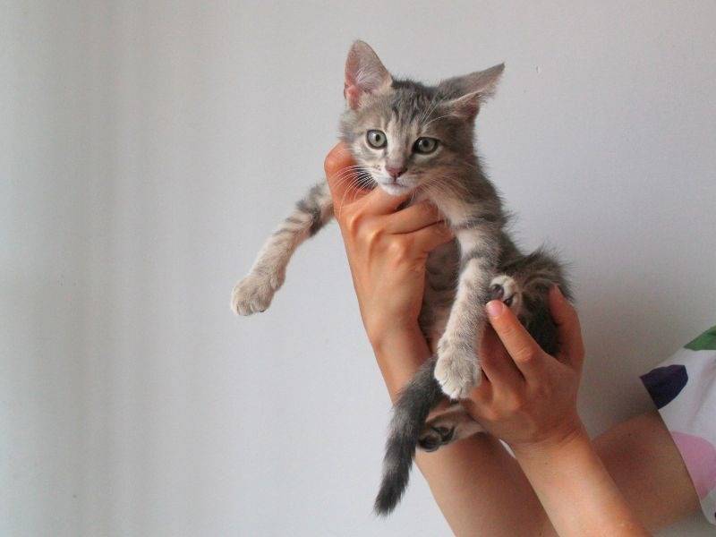 Adotta il gatto Muffyn  a Roma