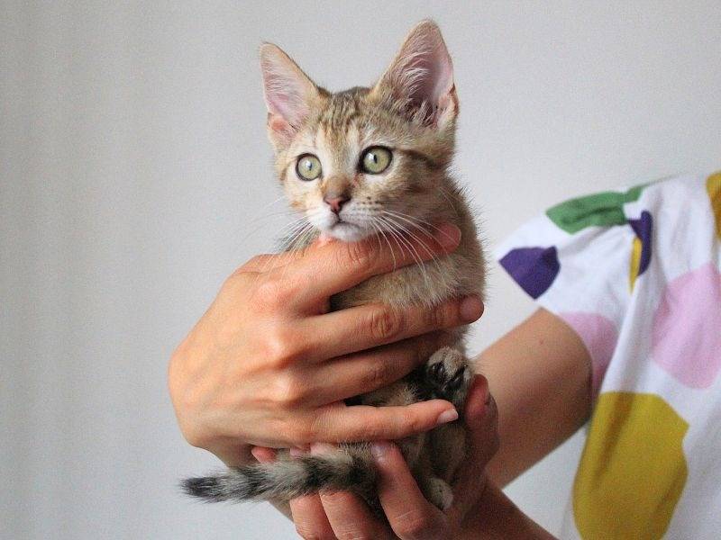 Adozione gatto, femmina, Razza sconosciuta Razza sconosciuta, 2 mesi, taglia non valida, Roma