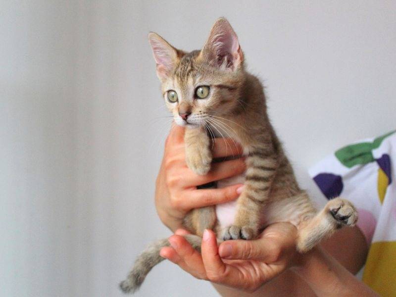 Adotta un gatto, femmina, 2 mesi, Roma
