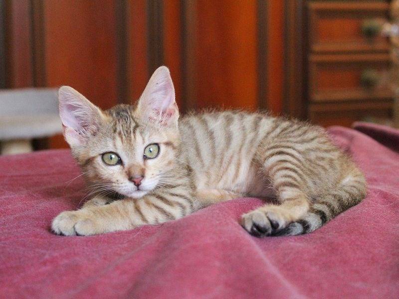 Adotta un gatto, taglia non valida, femmina, Roma