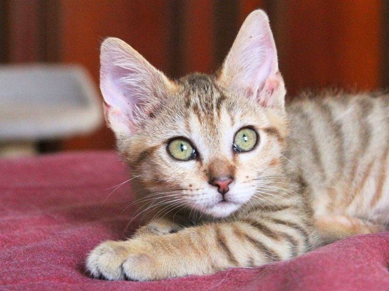Vuoi adottare un gatto a Roma?