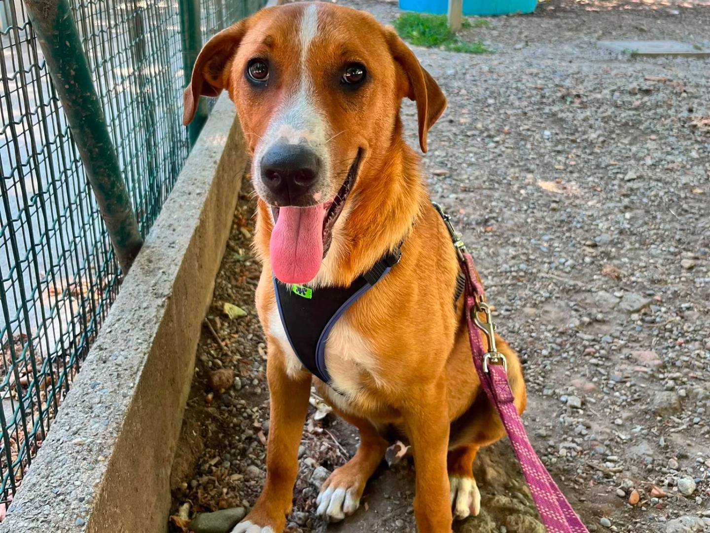 Adozione cane, maschio, Razza sconosciuta Razza sconosciuta, 5 mesi, taglia grande, Lodi