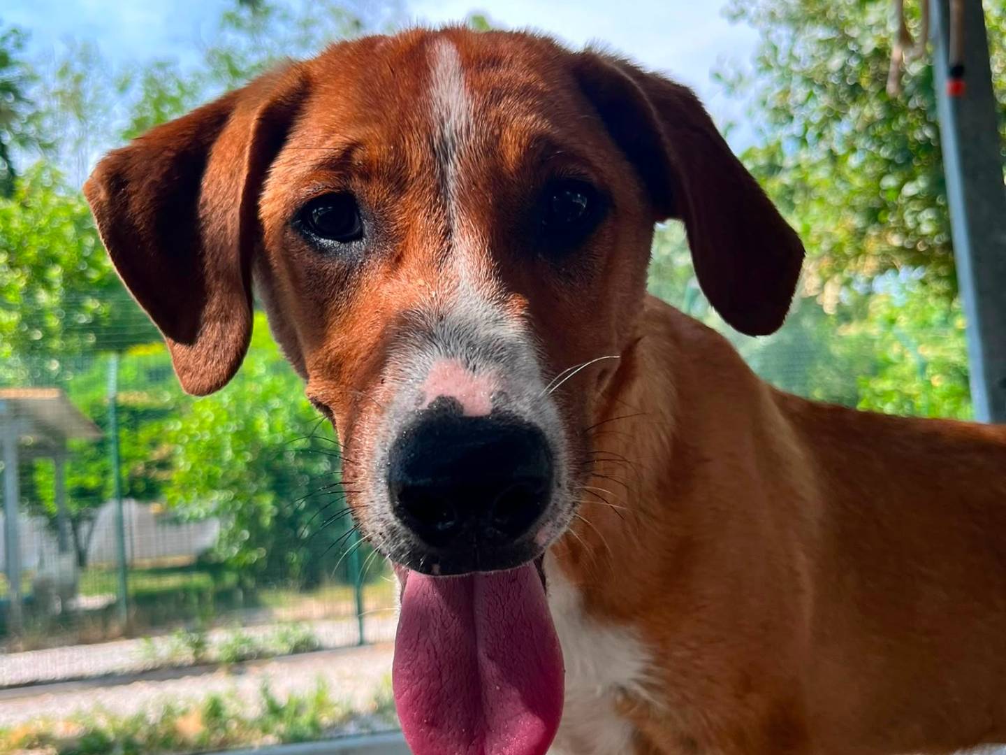 Adotta un cane, maschio, 5 mesi, Lodi