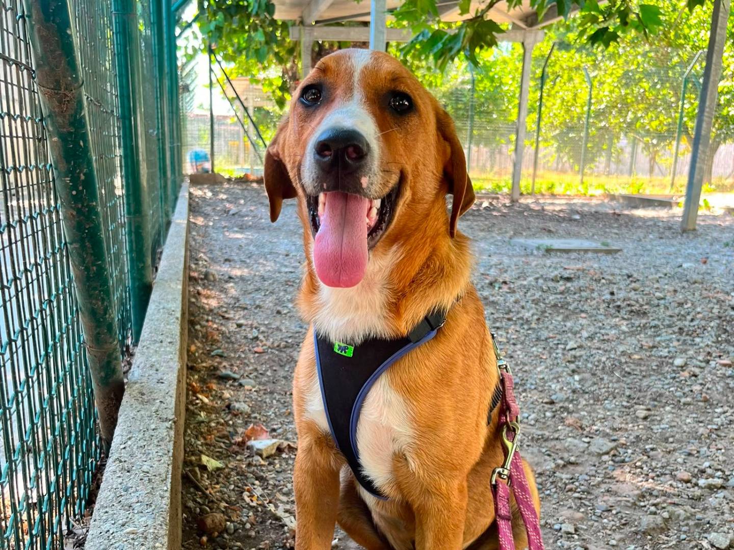 Adotta un cane, taglia grande, maschio, Lodi