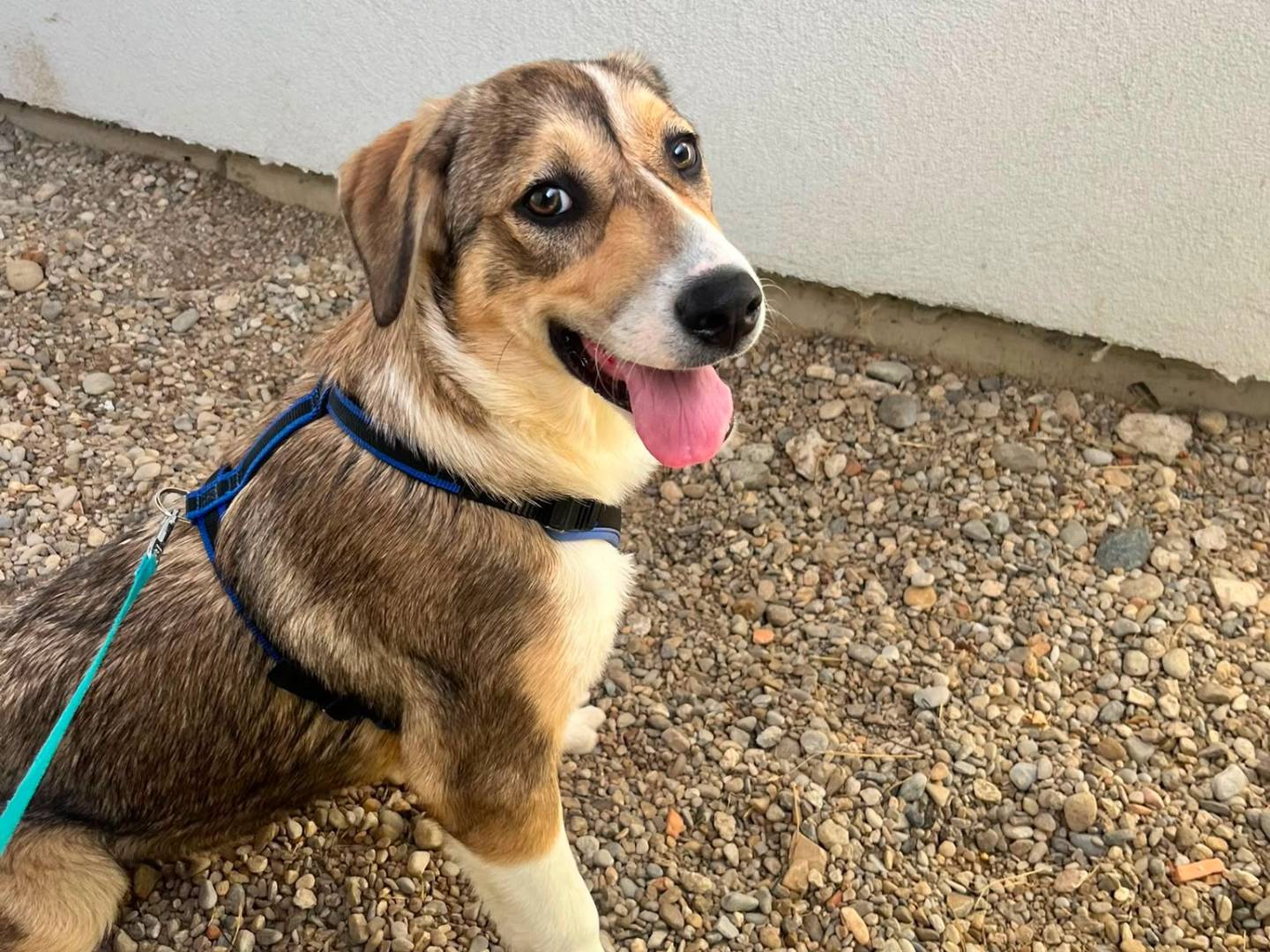 Adotta un cane, femmina, 5 mesi, Lodi