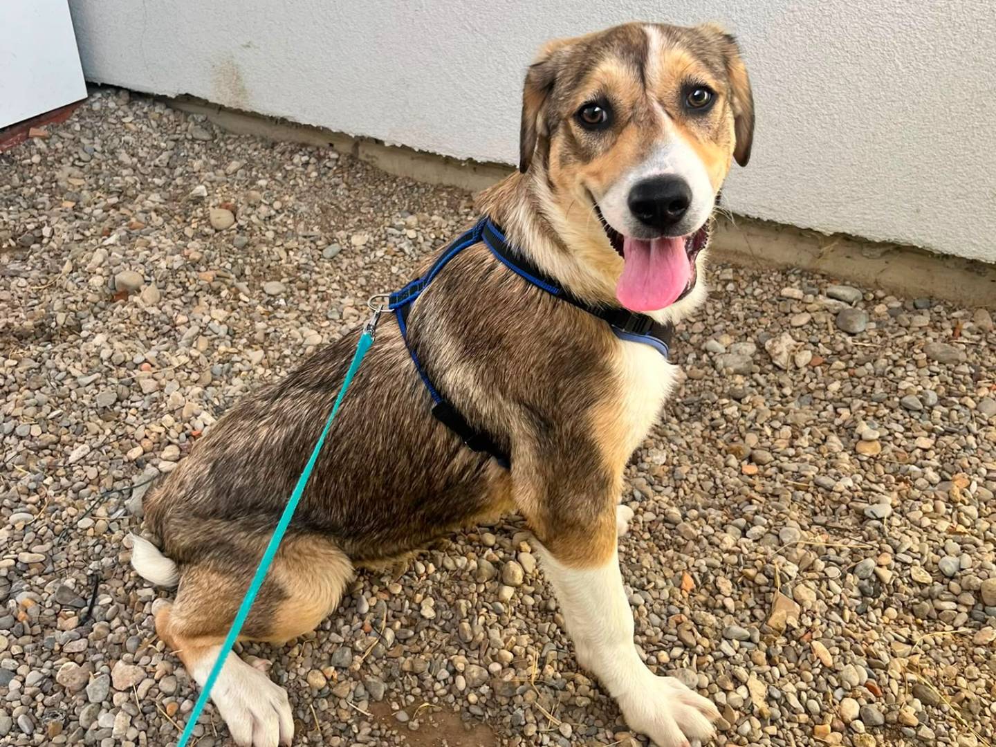Adozione cane, femmina, Razza sconosciuta Razza sconosciuta, 5 mesi, taglia grande, Lodi