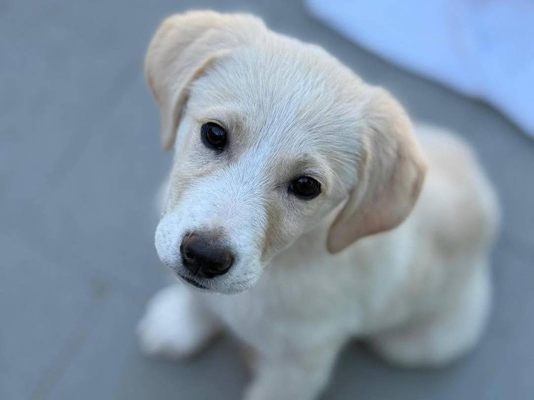 Adozione cane, maschio, Razza sconosciuta Razza sconosciuta, 5 mesi, taglia piccola, Bergamo