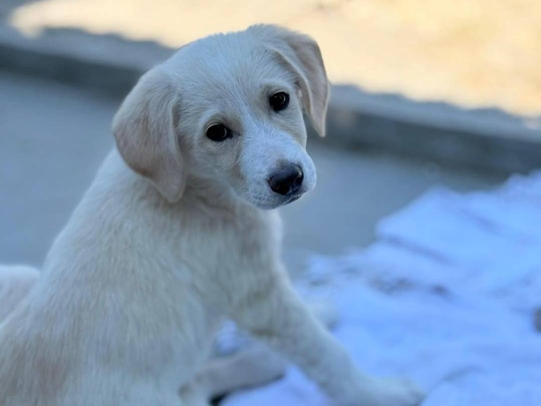 Adotta un cane, maschio, 5 mesi, Bergamo