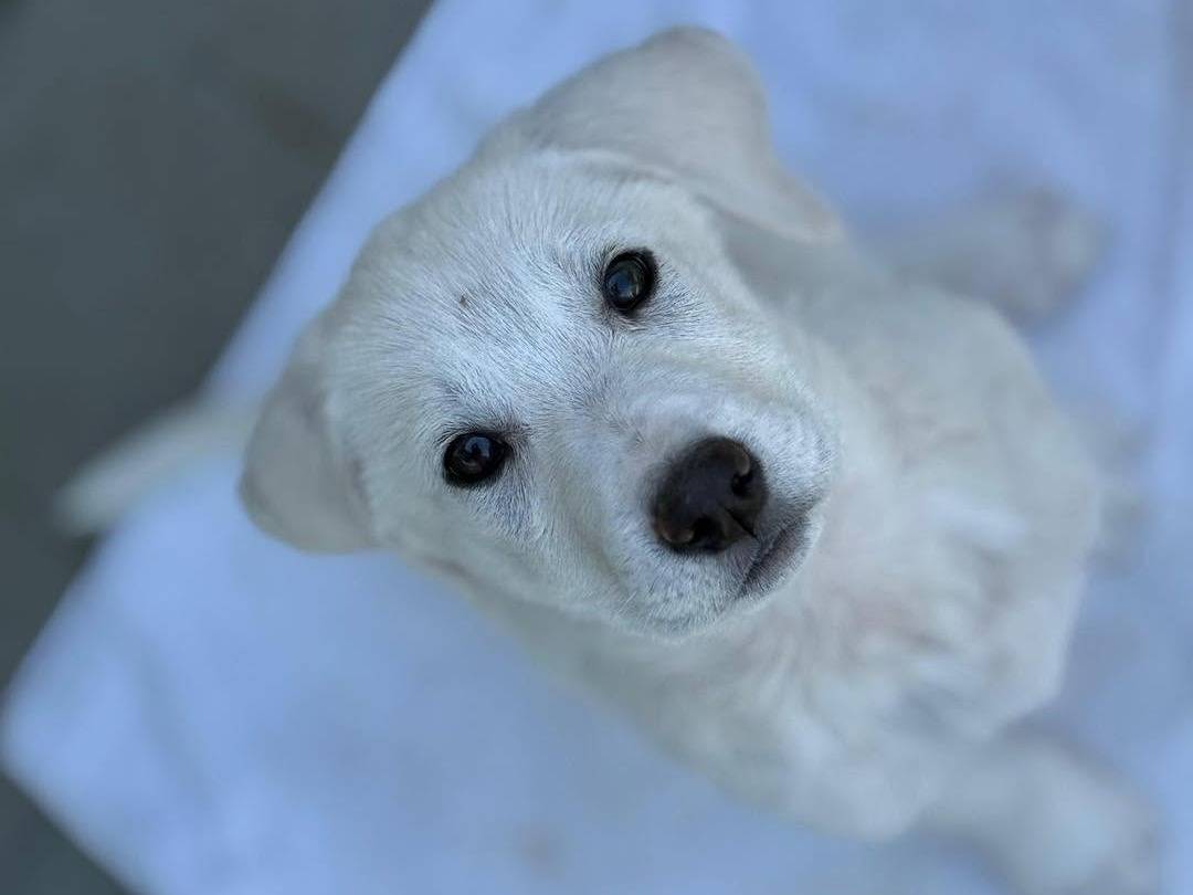 Vuoi adottare un cane a Bergamo?