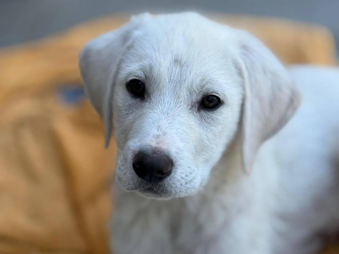 Adotta il cane Mirto a Bergamo