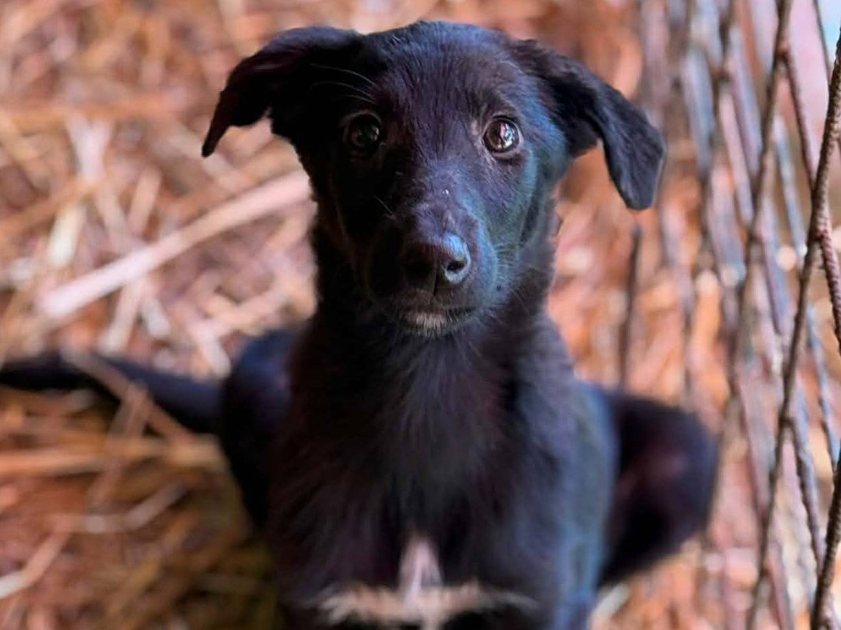 Adozione cane, femmina, Razza sconosciuta Razza sconosciuta, 4 mesi, taglia media contenuta, Firenze