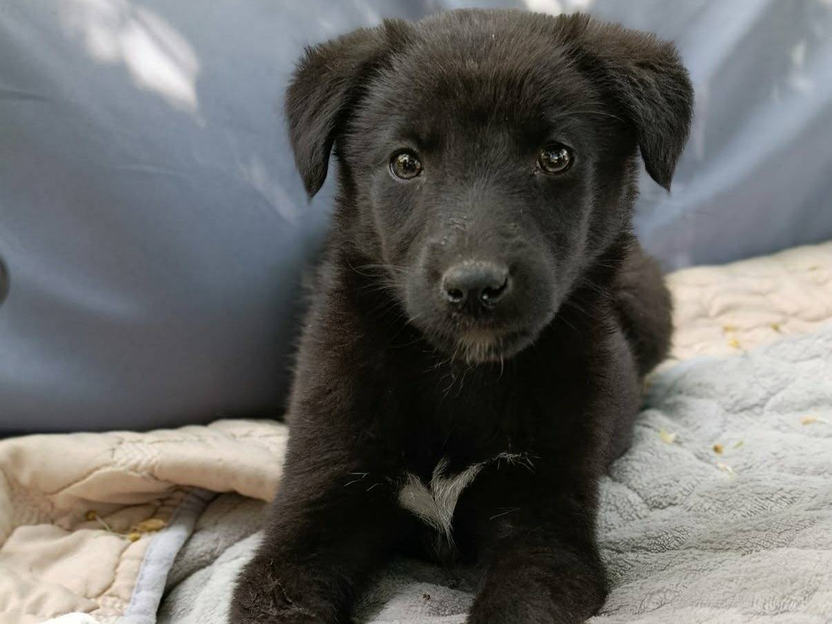 Adotta un cane, femmina, 4 mesi, Firenze