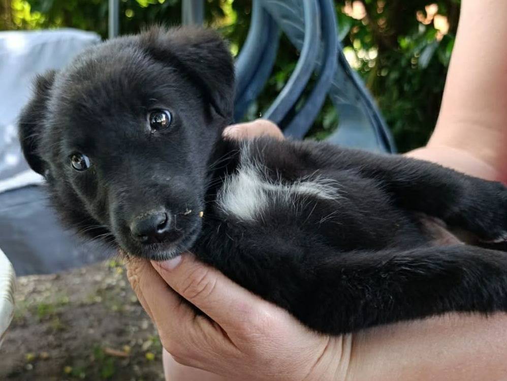 Adotta il cane MARA a Firenze