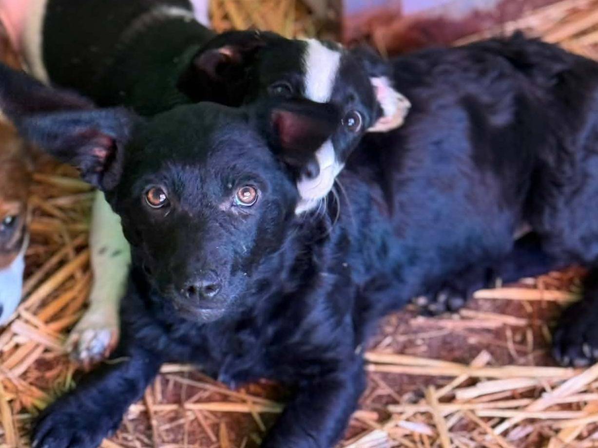 Adotta un cane, femmina, 4 mesi, Firenze