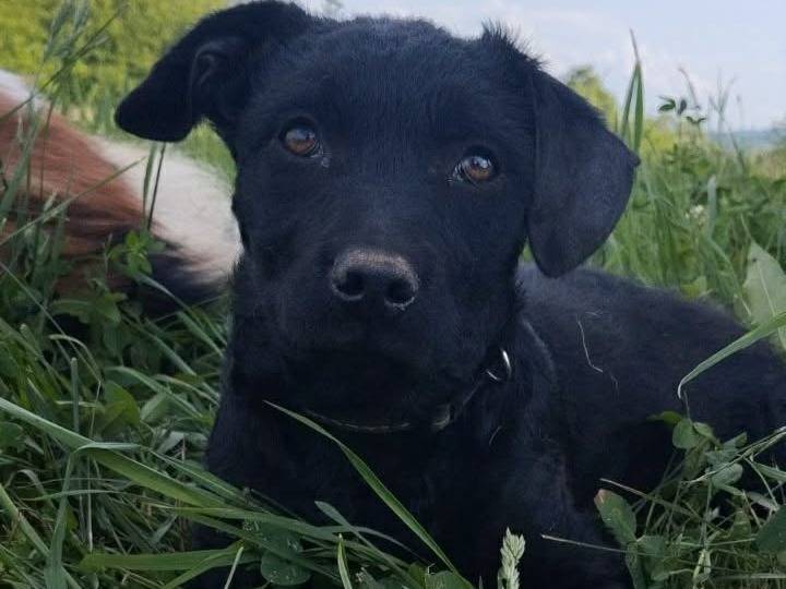 Adozione cane, femmina, Razza sconosciuta Razza sconosciuta, 4 mesi, taglia media contenuta, Firenze