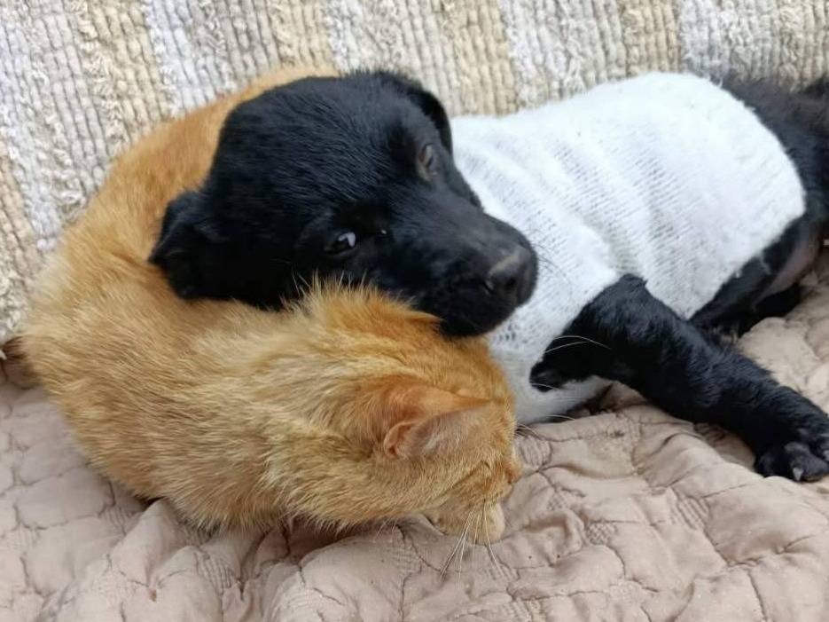 Adotta il cane MIA a Firenze
