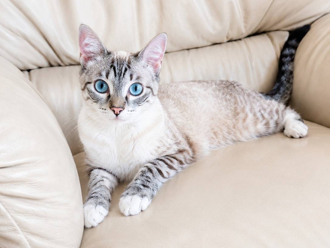 Adozione gatto, femmina, Siamese Razza sconosciuta, 9 mesi, taglia non valida, Catania