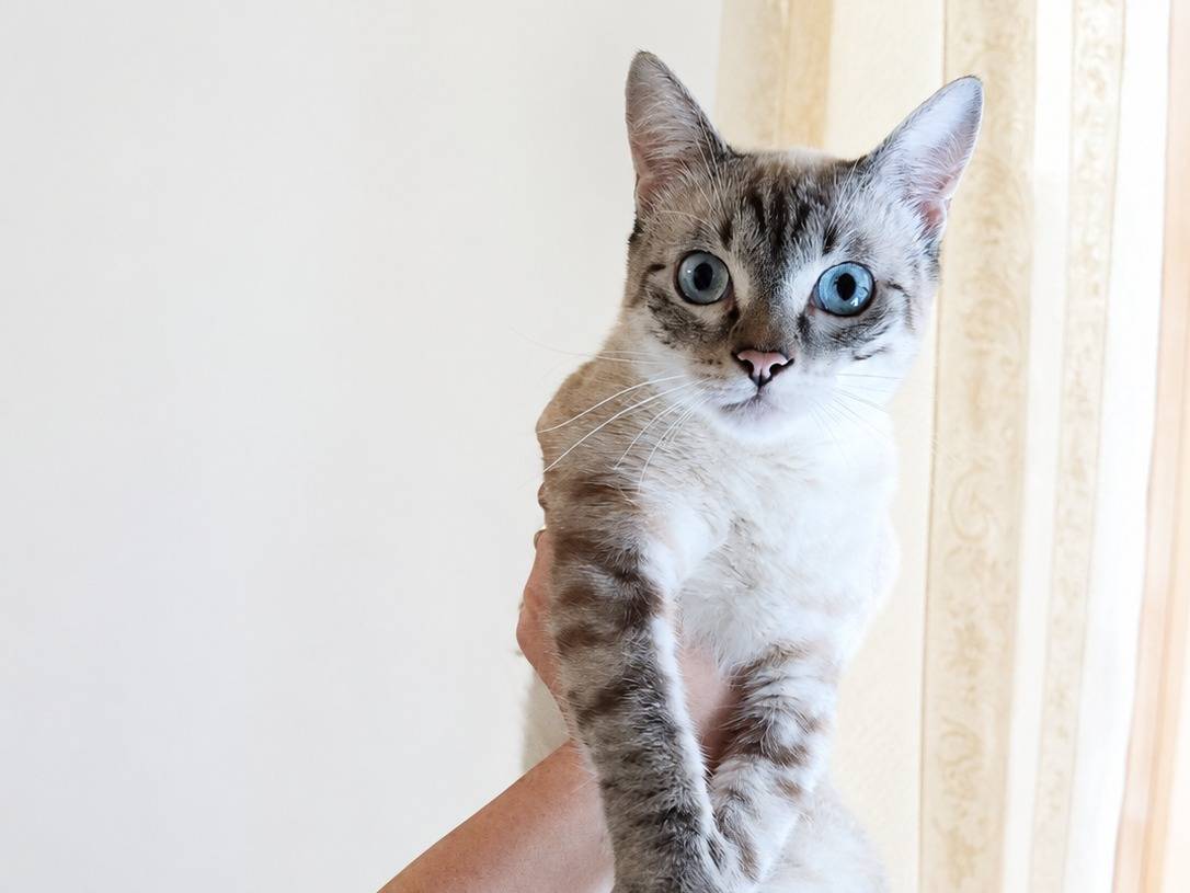 Adotta un gatto, femmina, 9 mesi, Catania
