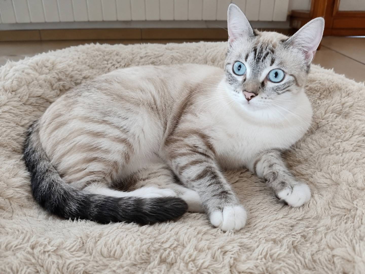 Vuoi adottare un gatto a Catania?