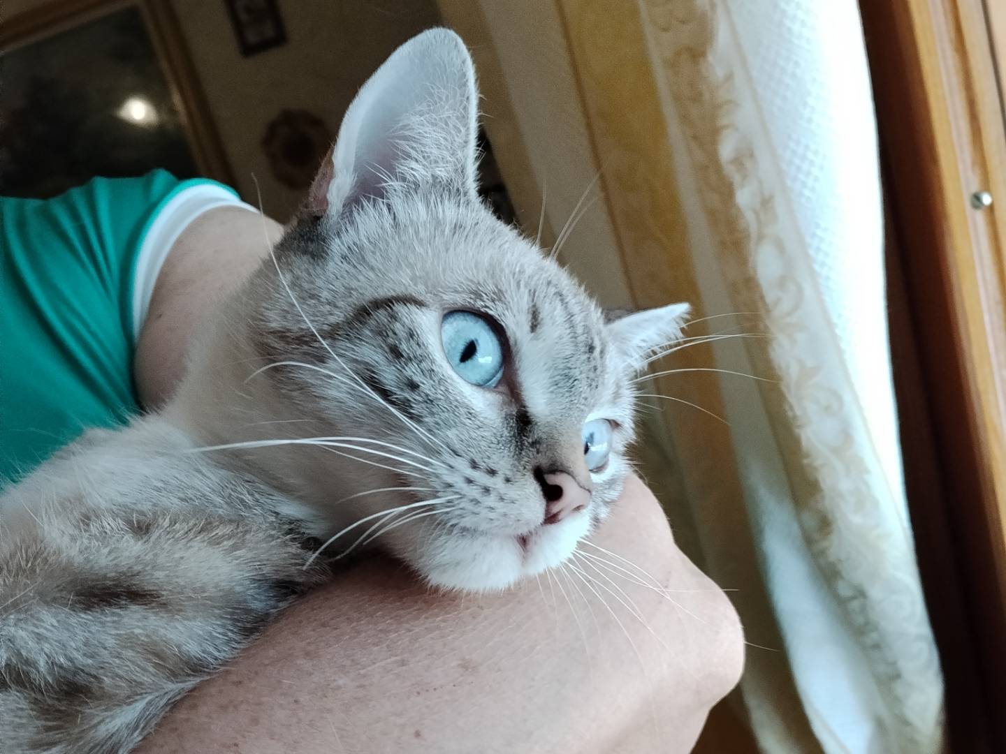 Adotta il gatto Sky a Catania