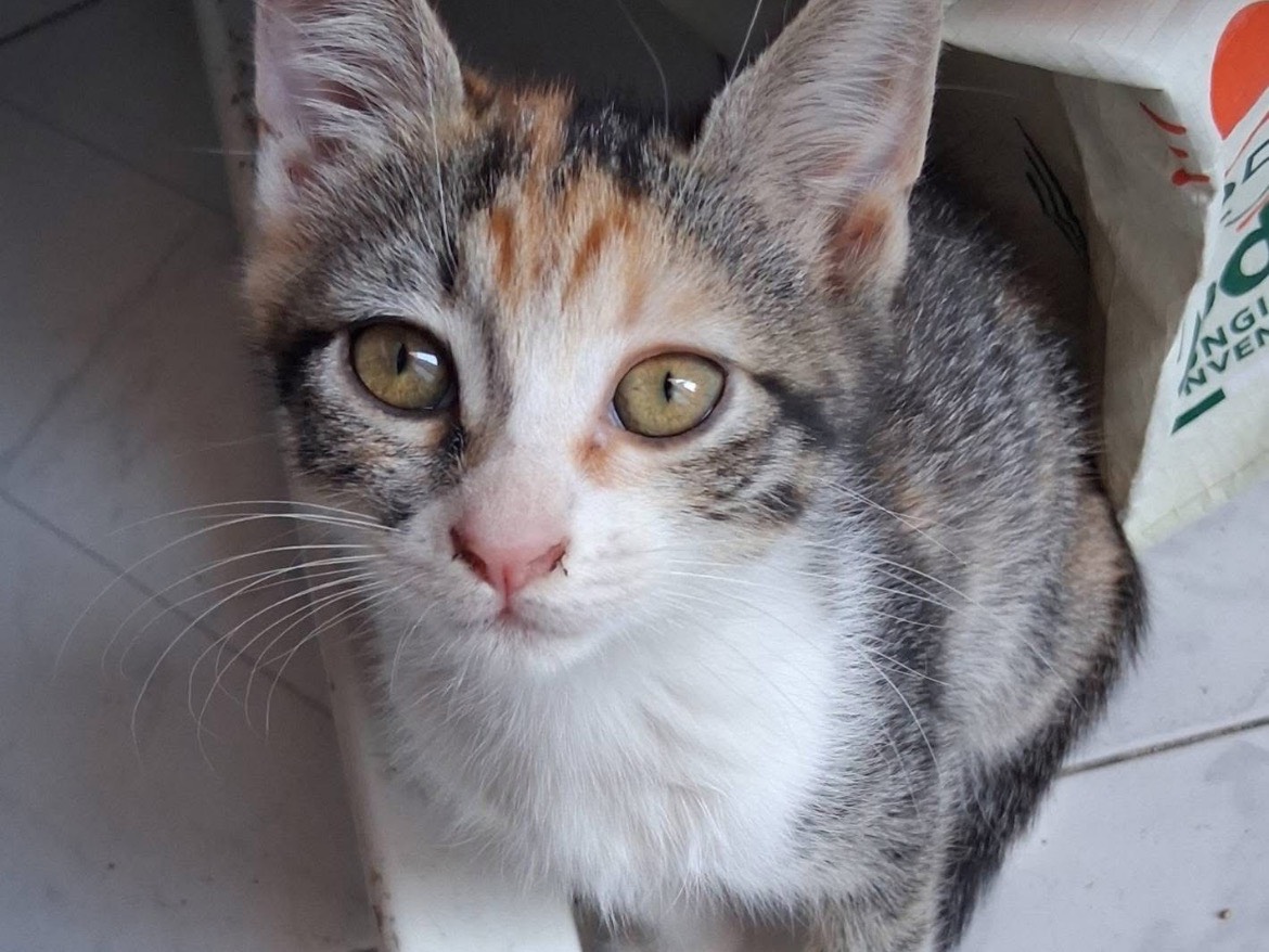 Adozione gatto, femmina, Razza sconosciuta Razza sconosciuta, 2 mesi, taglia non valida, Caserta
