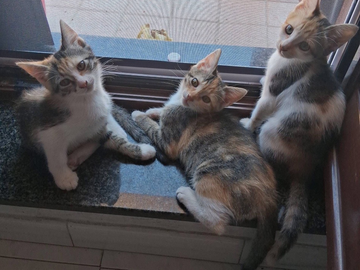 Adotta un gatto, femmina, 2 mesi, Caserta
