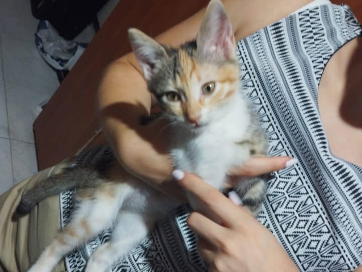 Adotta un gatto, taglia non valida, femmina, Caserta