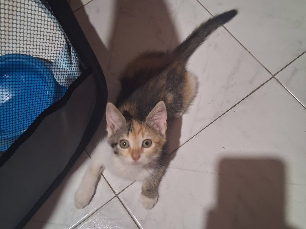 Vuoi adottare un gatto a Caserta?