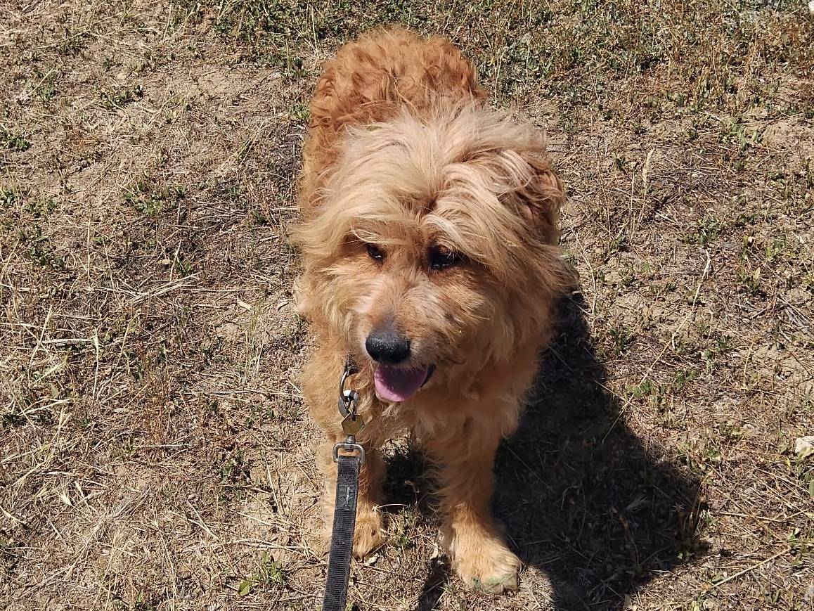 Adotta un cane, taglia media, maschio, Enna