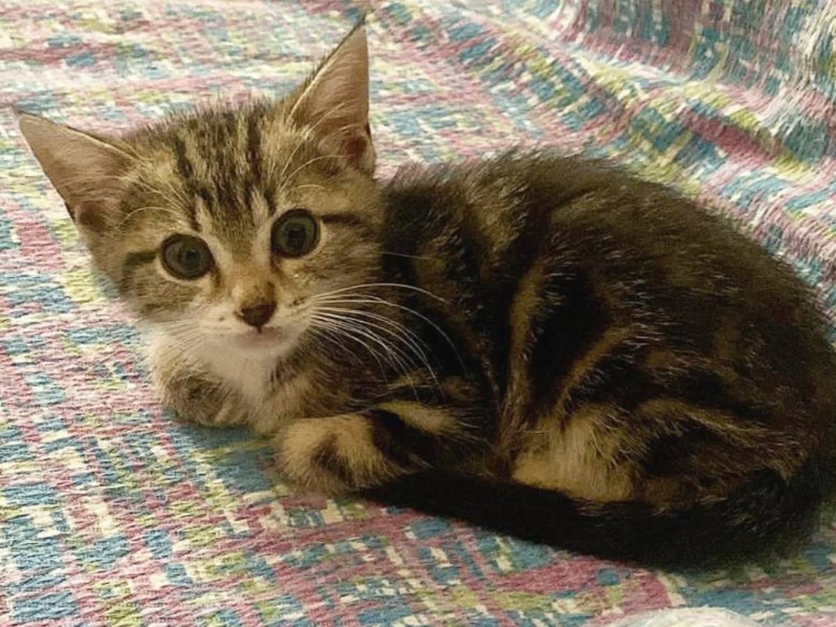 Adotta un gatto, maschio, 2 mesi, Torino