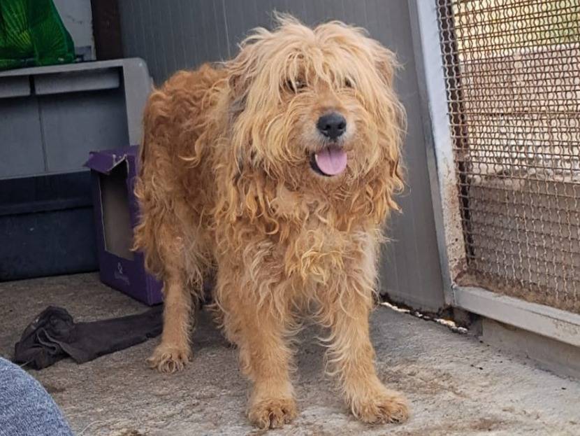 Adozione cane, maschio, Razza sconosciuta Razza sconosciuta, 10 anni e 6 mesi, taglia media, Enna