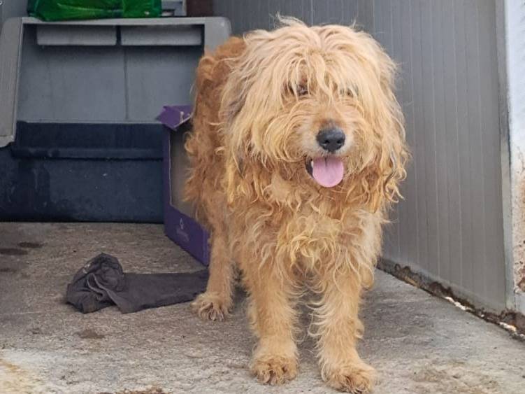 Vuoi adottare un cane a Enna?
