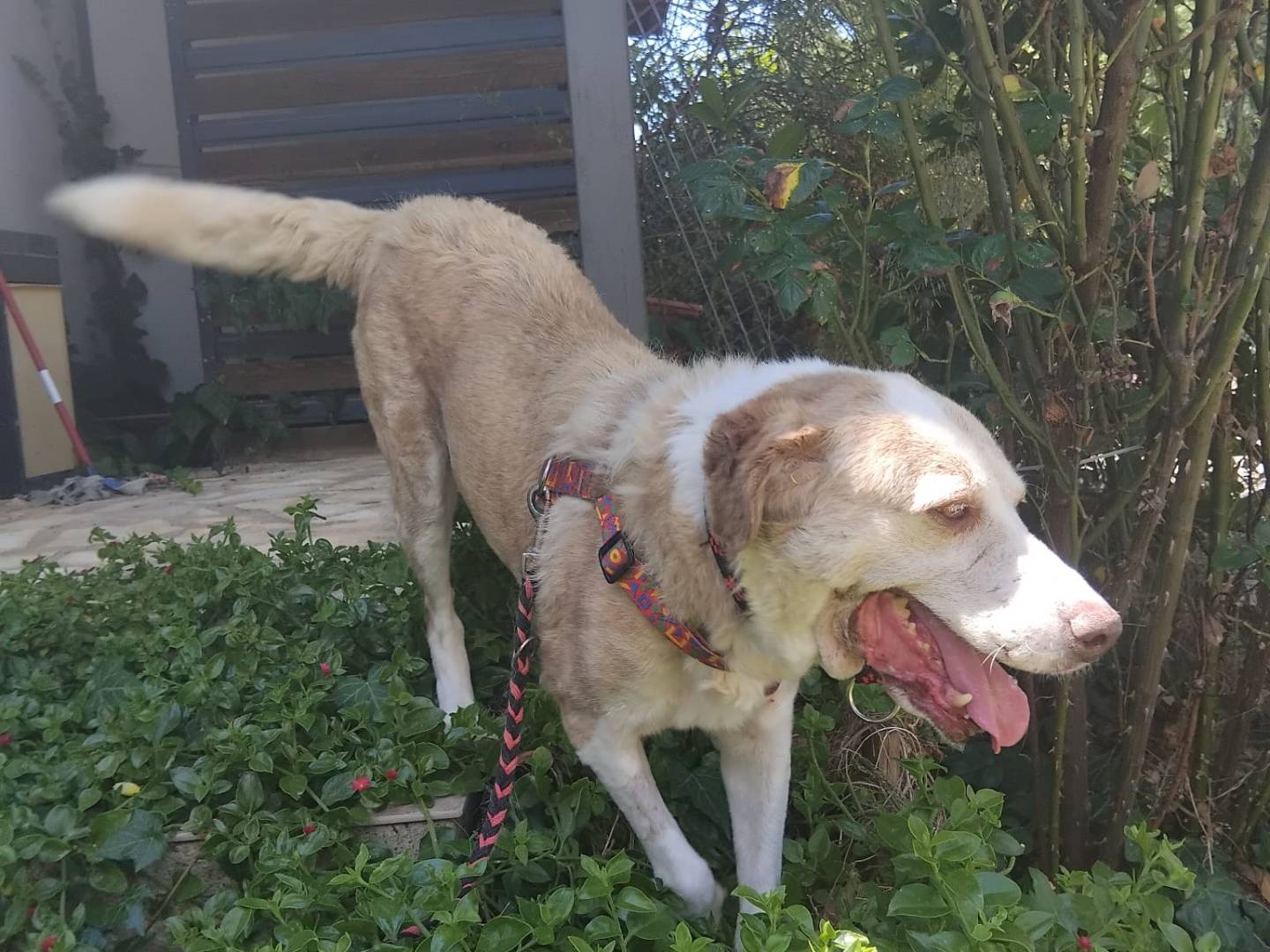 Adotta un cane, femmina, 8 anni e 6 mesi, Enna