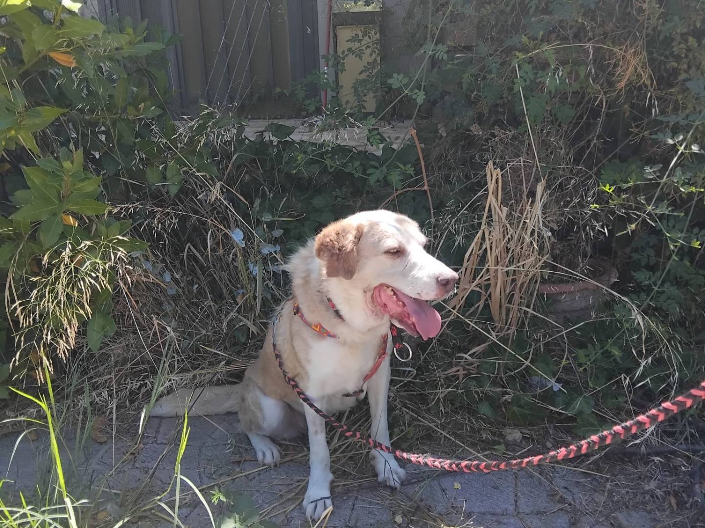 Adozione cane, femmina, Razza sconosciuta Razza sconosciuta, 8 anni e 6 mesi, taglia media, Enna