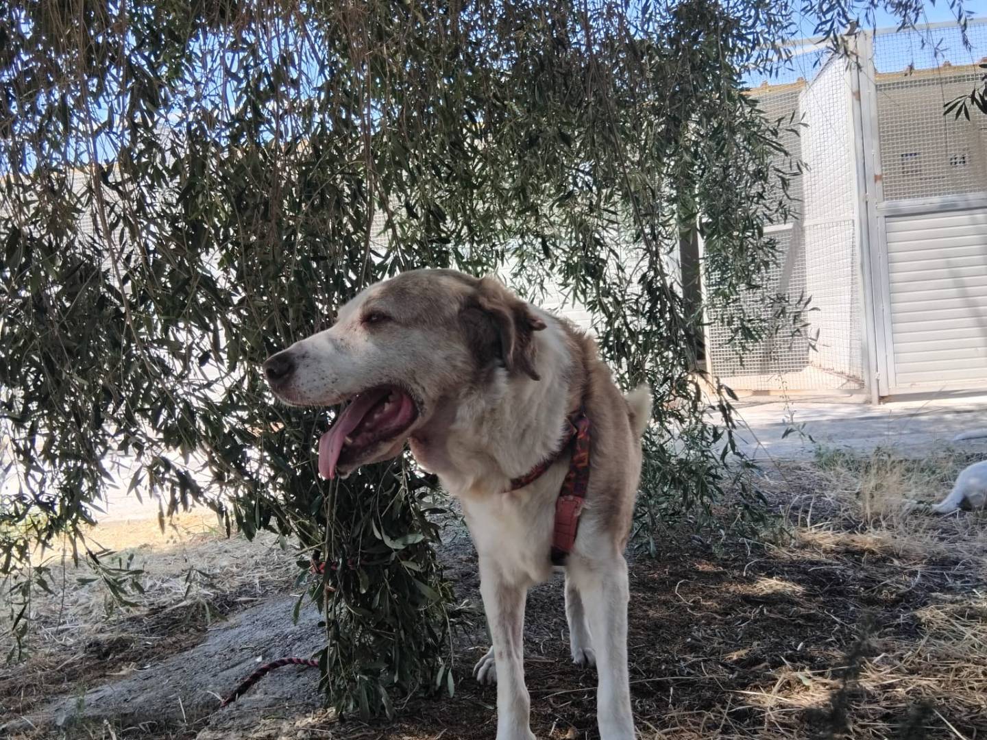 Vuoi adottare un cane a Enna?