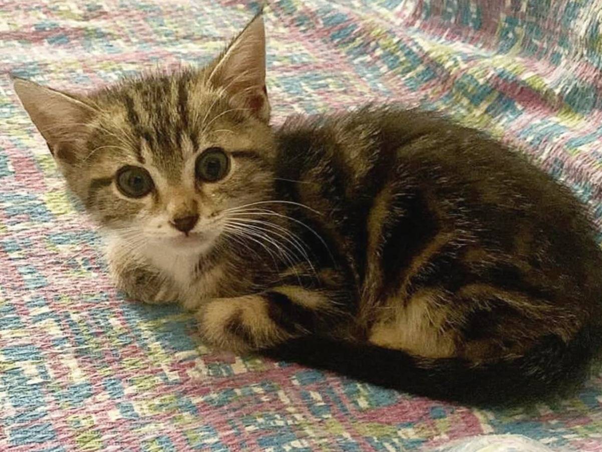 Adozione gatto, maschio, Razza sconosciuta Razza sconosciuta, 2 mesi, taglia non valida, Torino