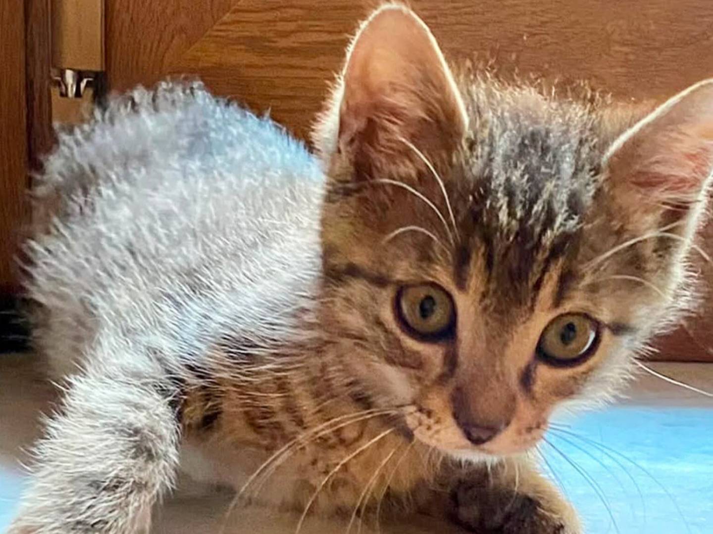 Adotta un gatto, maschio, 2 mesi, Torino