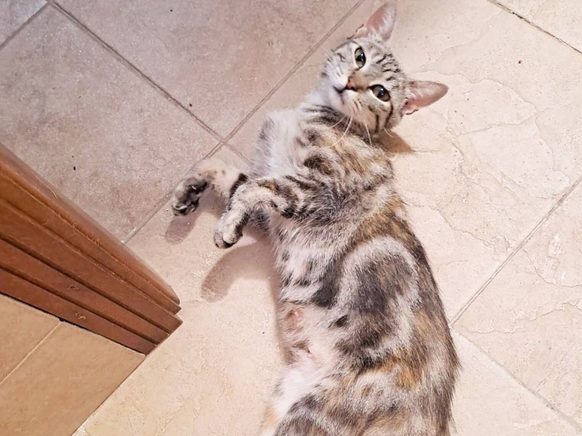 Adozione gatto, femmina, Razza sconosciuta Razza sconosciuta, 1 anno e 4 mesi, taglia non valida, Torino