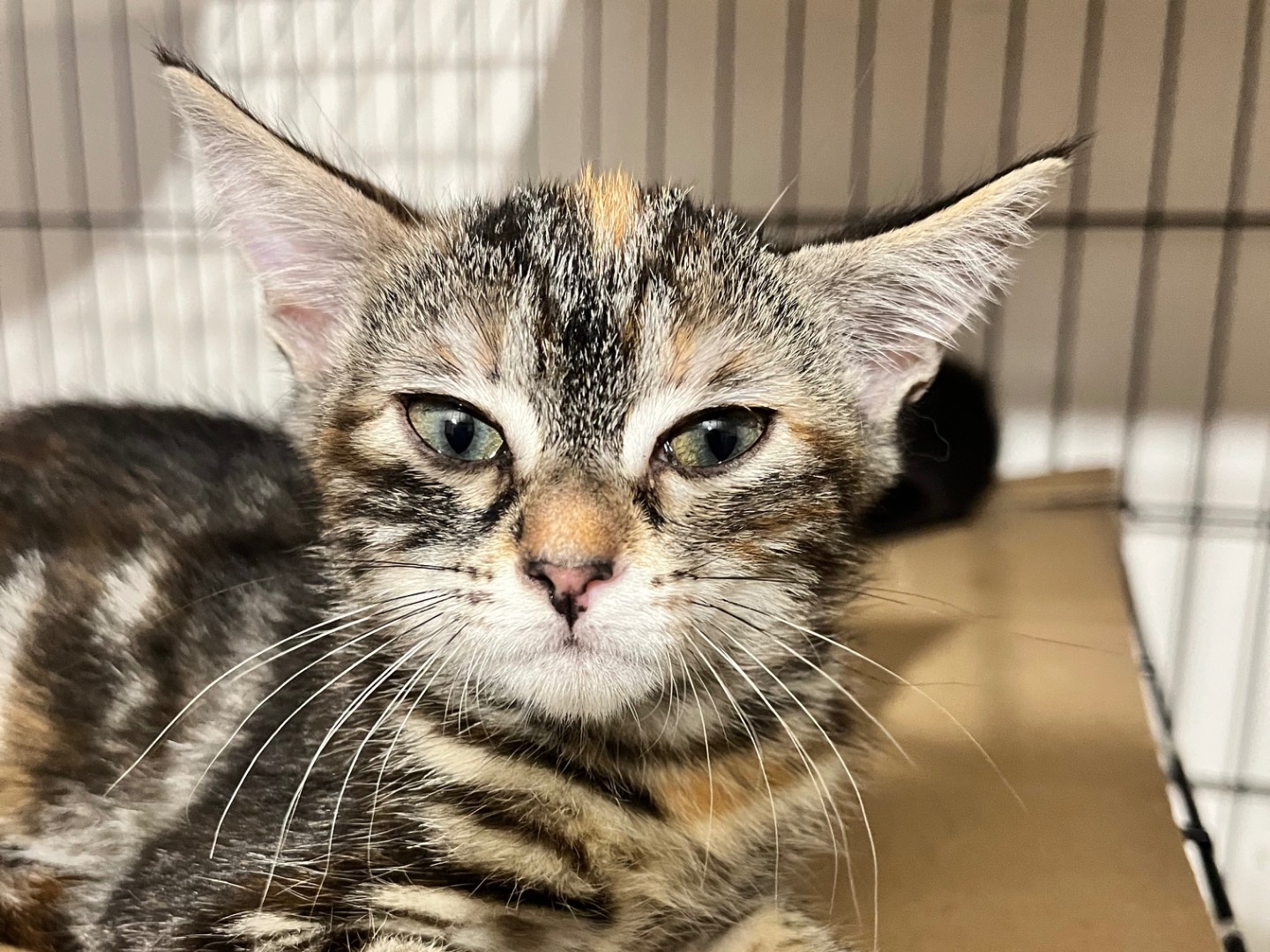 Adozione gatto, femmina, Razza sconosciuta Razza sconosciuta, 2 mesi, taglia non valida, Padova