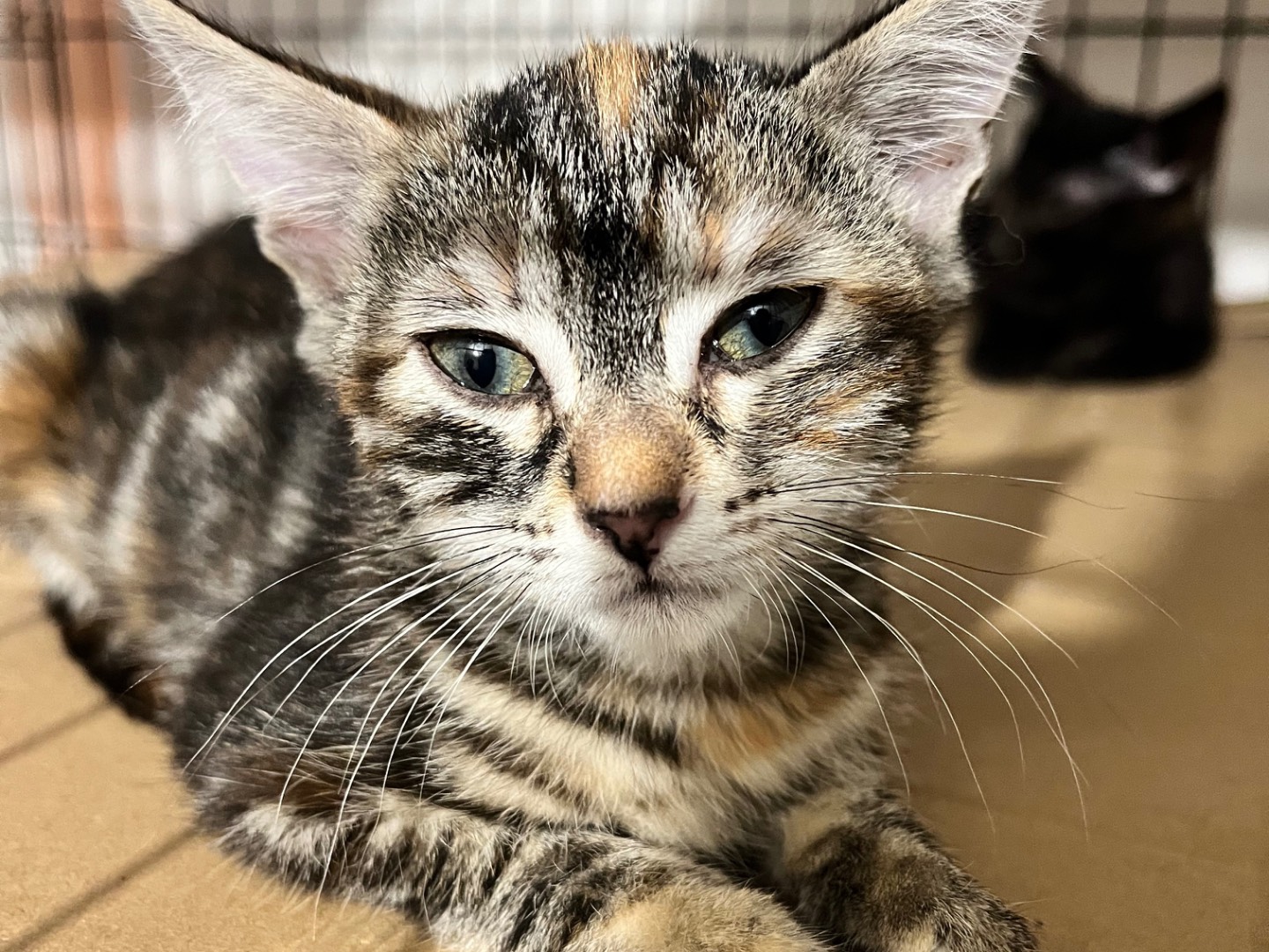 Adotta un gatto, taglia non valida, femmina, Padova