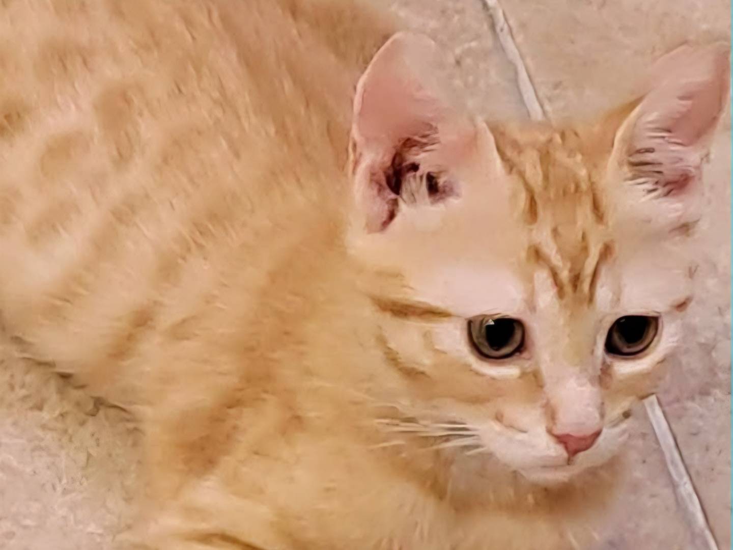 Adotta un gatto, femmina, 1 anno e 4 mesi, Torino
